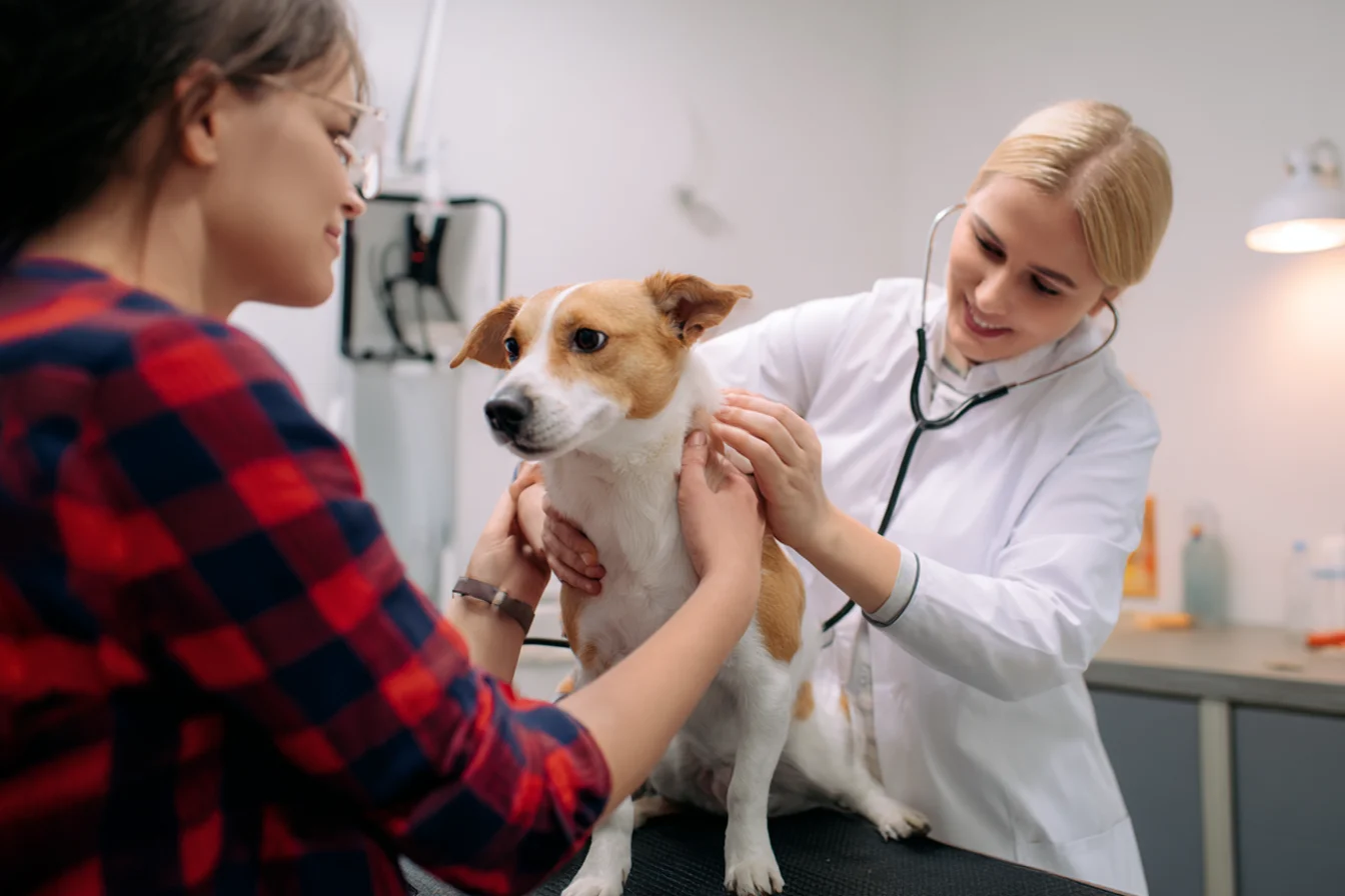 Use Scratchpay at your veterinarian for pet care